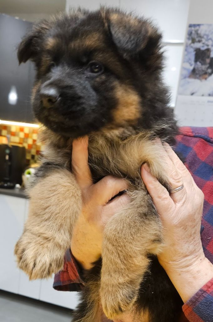 De L'Etang Des Gibaudières - Chiot disponible  - Berger Allemand Poil Long