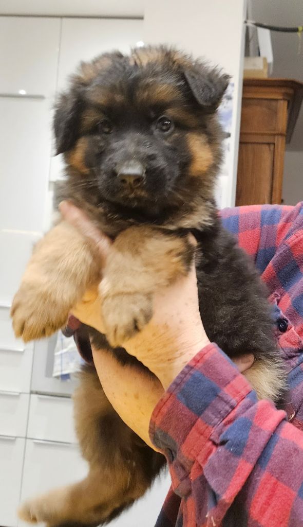 De L'Etang Des Gibaudières - Chiot disponible  - Berger Allemand Poil Long