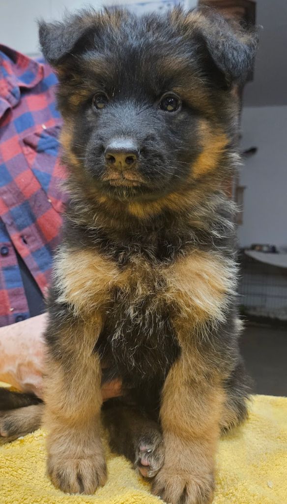 De L'Etang Des Gibaudières - Chiot disponible  - Berger Allemand Poil Long