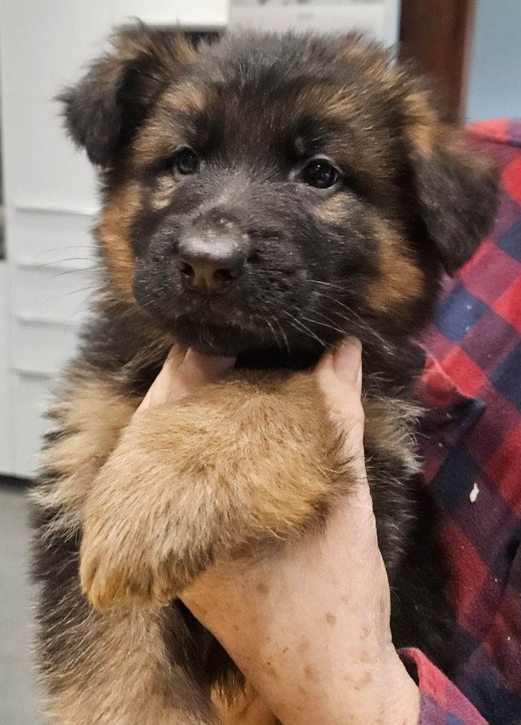 De L'Etang Des Gibaudières - Chiot disponible  - Berger Allemand Poil Long