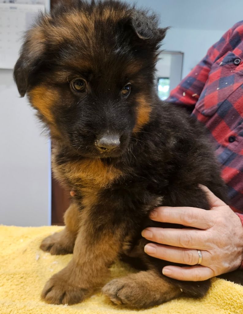 De L'Etang Des Gibaudières - Chiot disponible  - Berger Allemand Poil Long