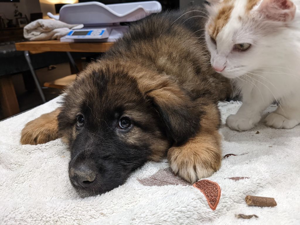 De L'Etang Des Gibaudières - Chiots disponibles - Berger Allemand Poil Long