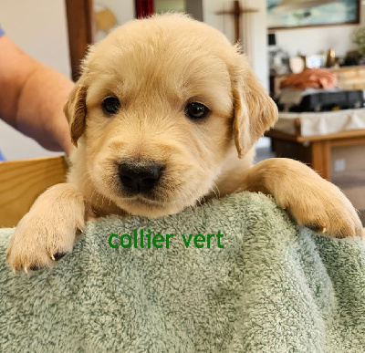 collier vert