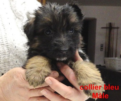 CHIOT