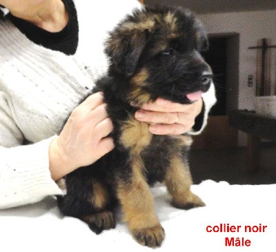 CHIOT