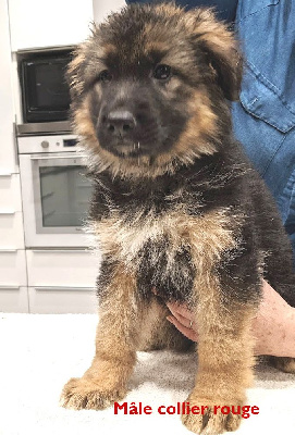 CHIOT 1