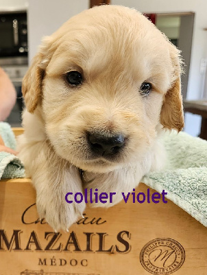 collier violet