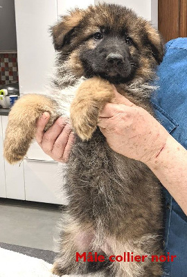 CHIOT 1